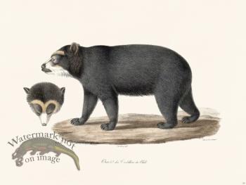 Cuvier 132 Spectacled Bear